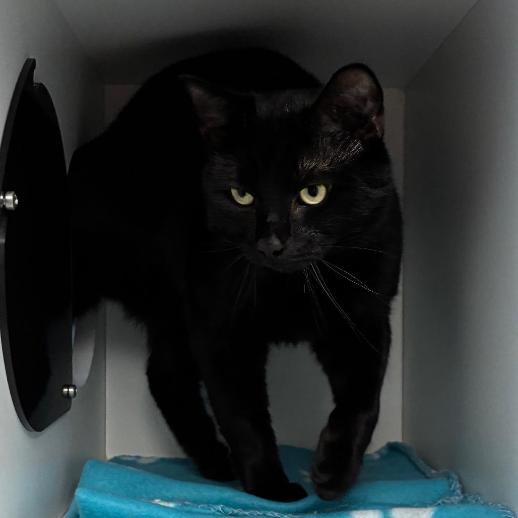 Shadow, Adoptable, Adult Male Domestic Short Hair.