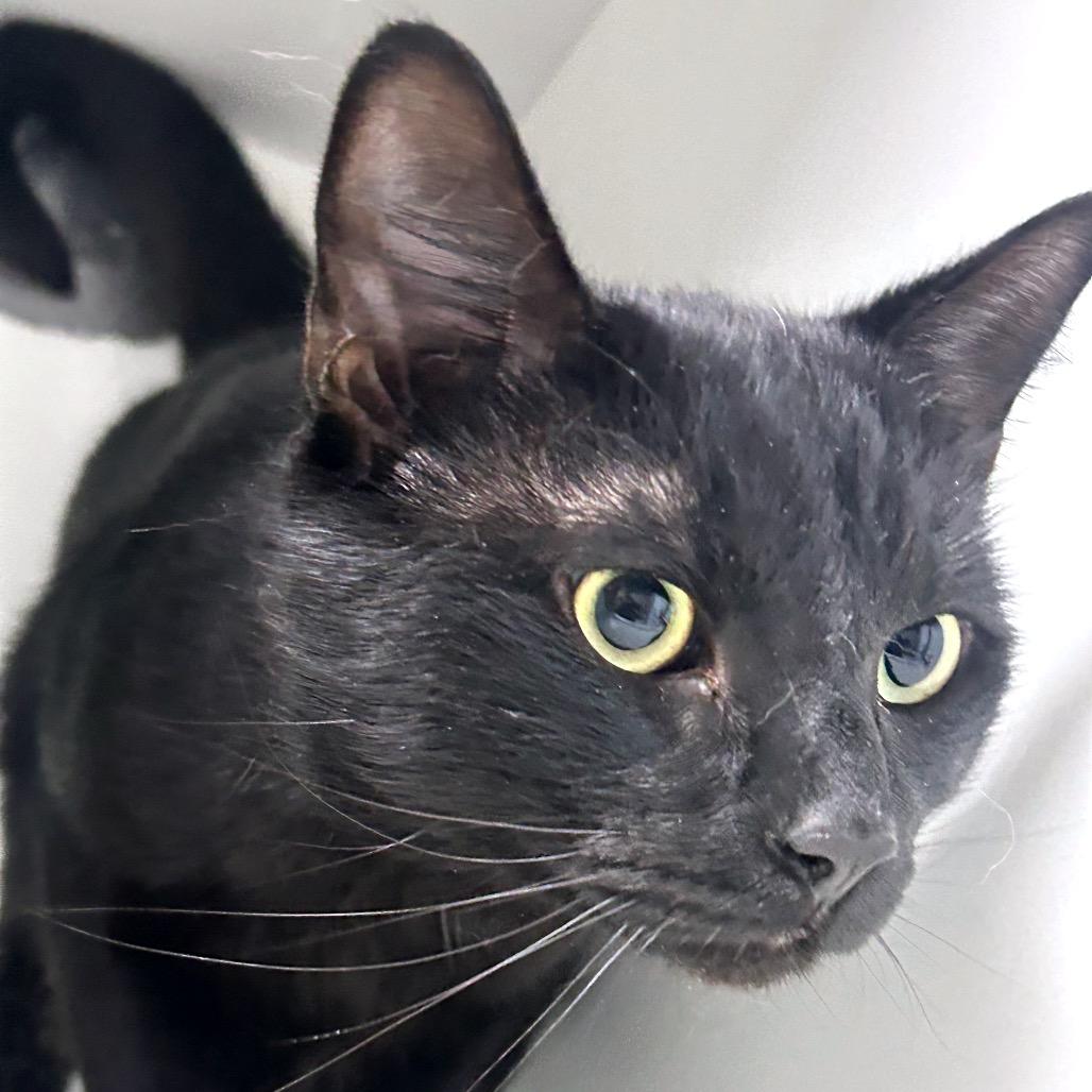 Enlarge Shadow, a Adoptable Domestic Short Hair in Uniontown, PA image 2/3