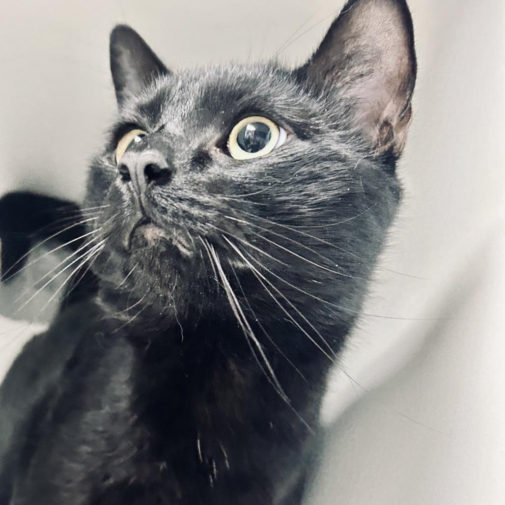 Enlarge Shadow, a Adoptable Domestic Short Hair in Uniontown, PA image 3/3