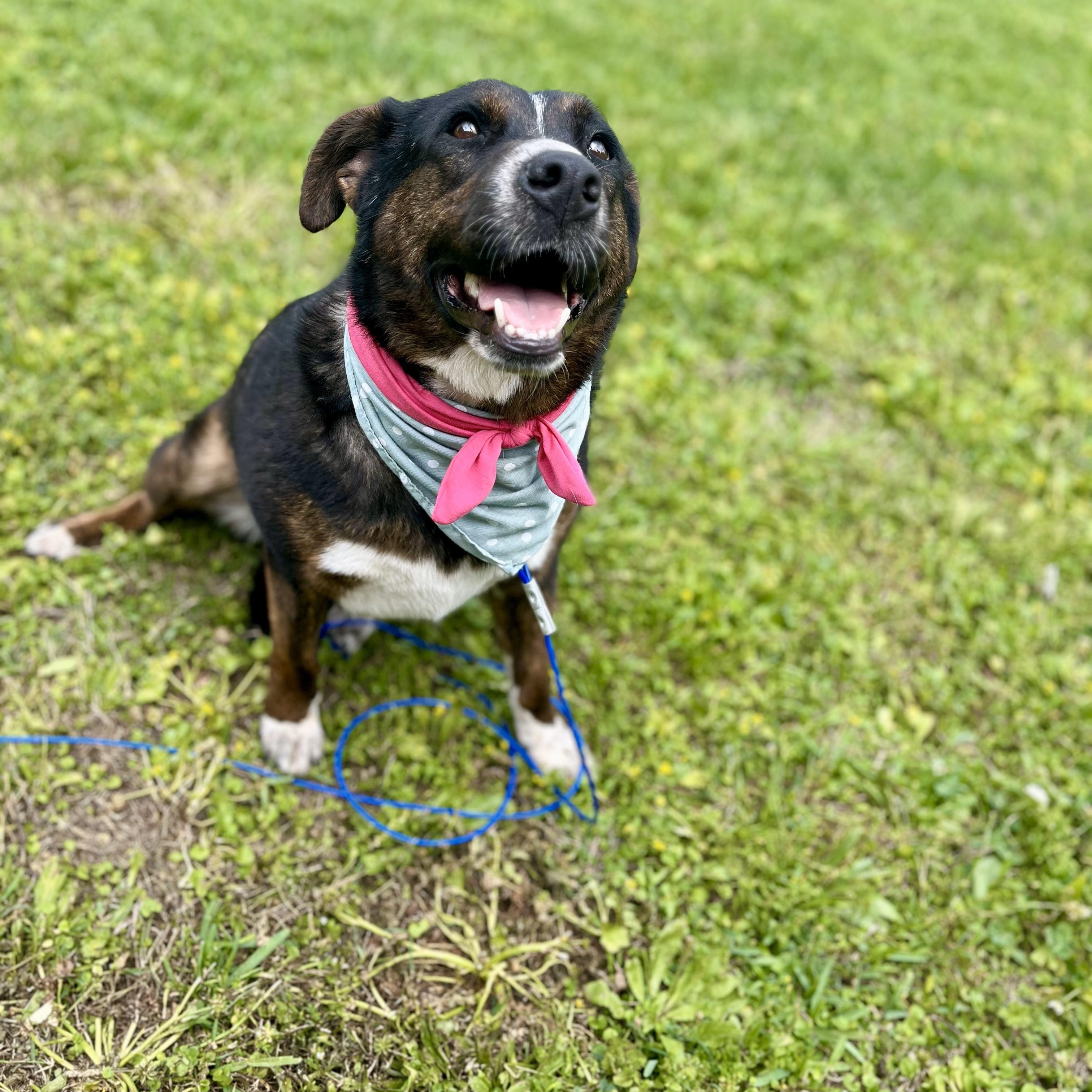 Enlarge Penelope Pennoni, a Adoptable mixed breed in Louisville, KY image 2/6