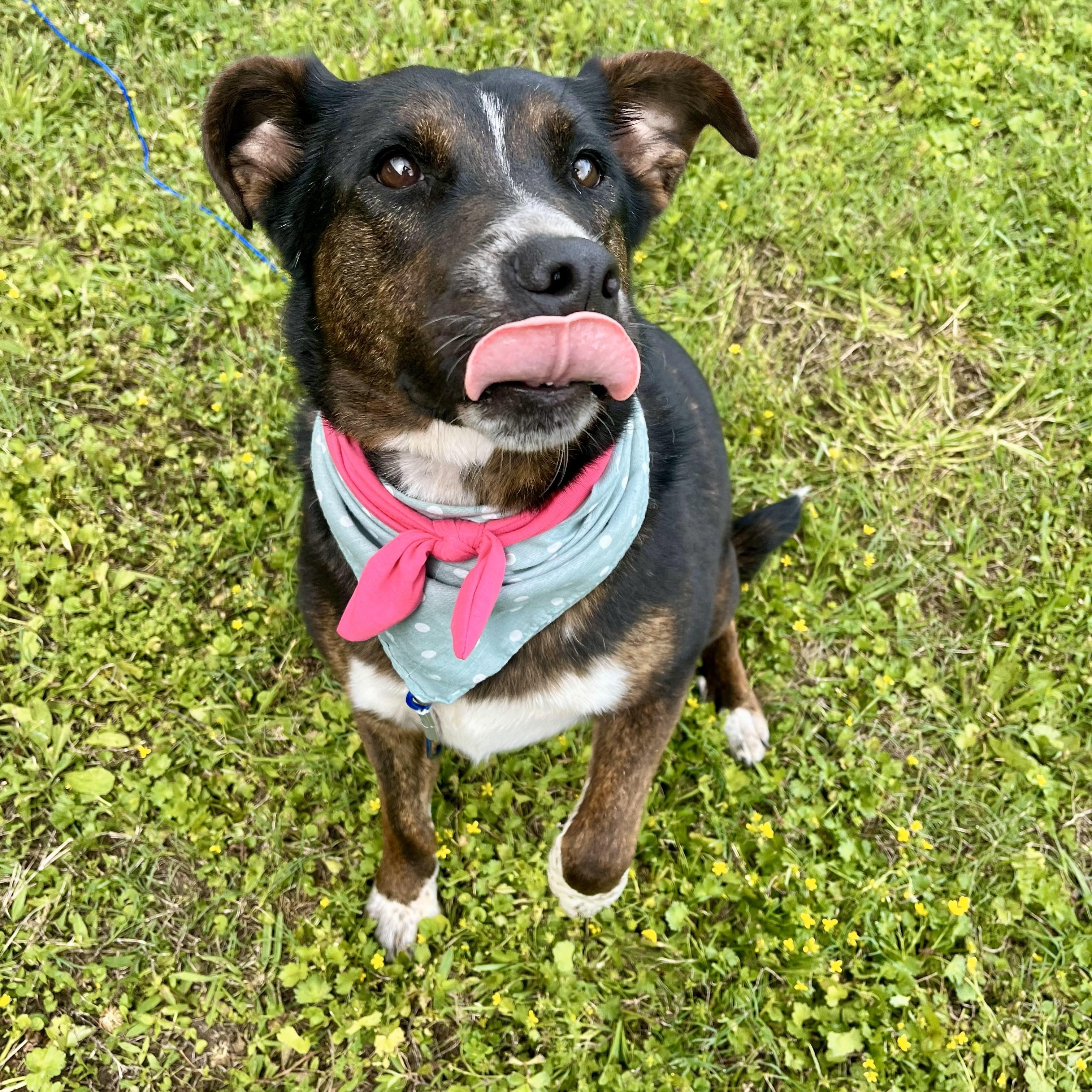 Enlarge Penelope Pennoni, a Adoptable mixed breed in Louisville, KY image 5/6