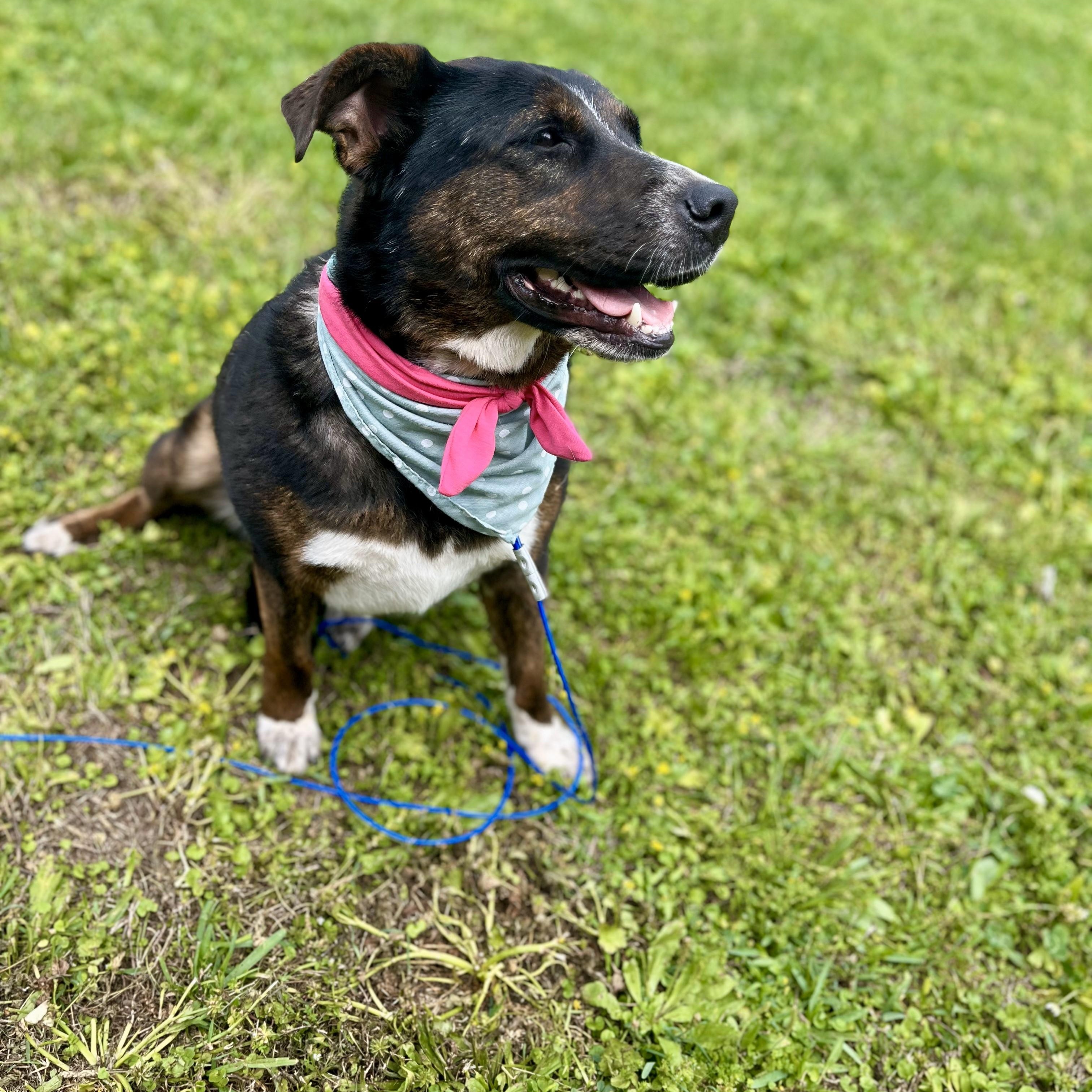 Enlarge Penelope Pennoni, a Adoptable mixed breed in Louisville, KY image 4/6