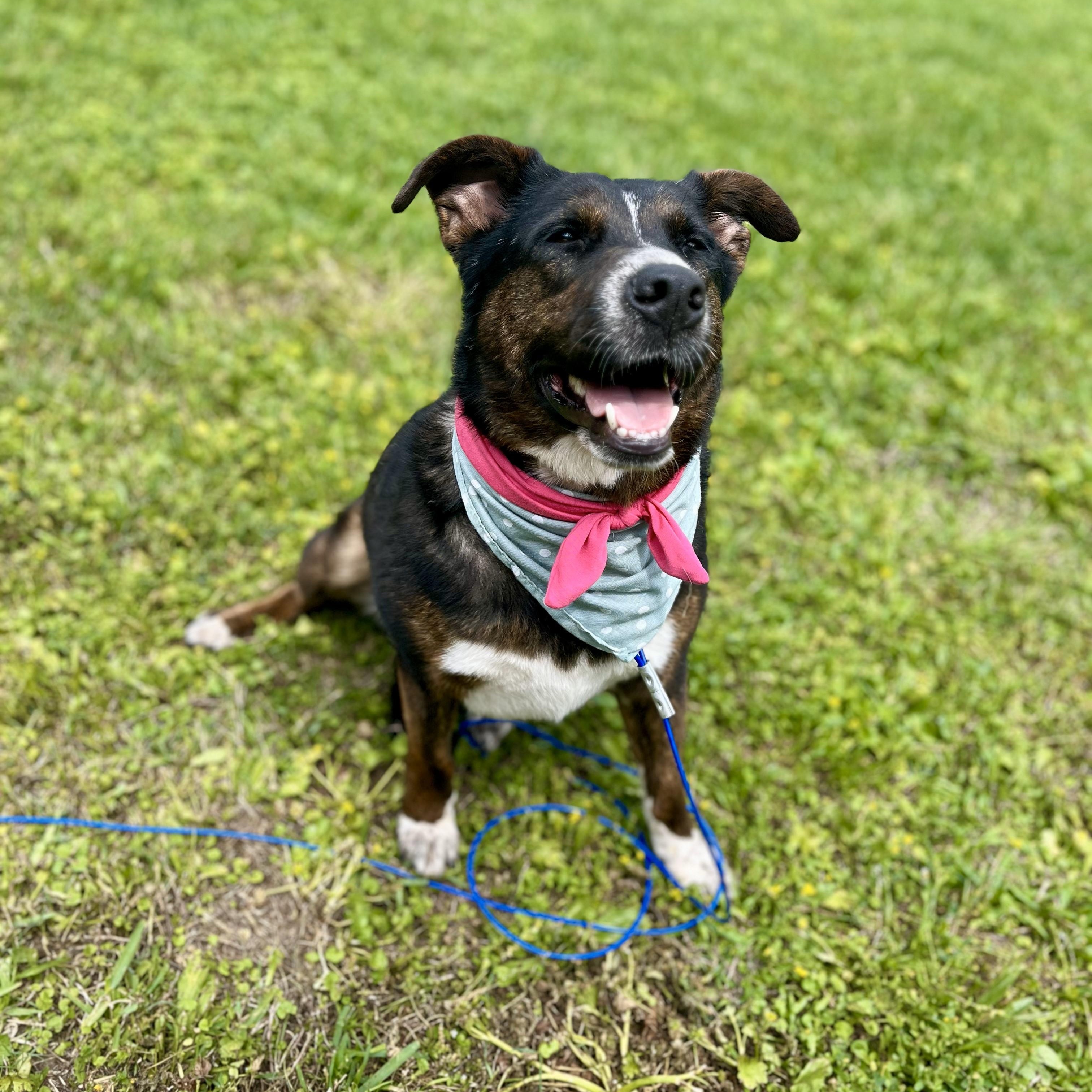 Enlarge Penelope Pennoni, a Adoptable mixed breed in Louisville, KY image 6/6