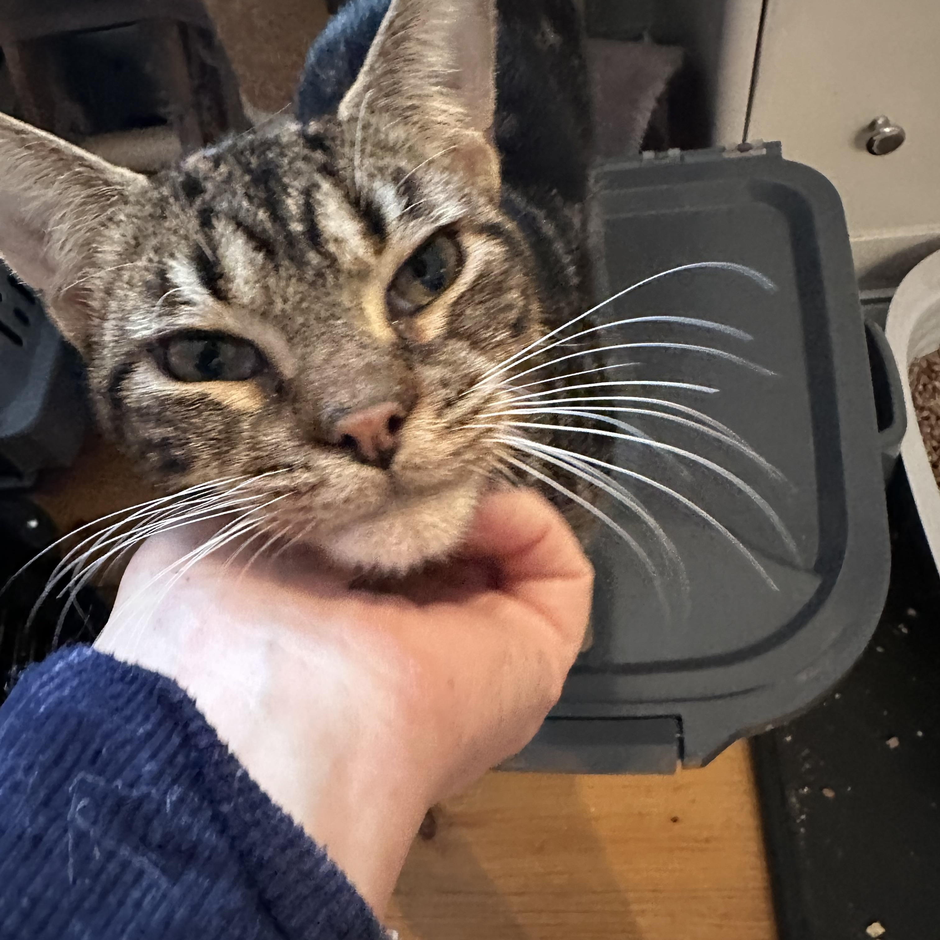 Enlarge Bullseye, an adopted Tabby in Syracuse, NY image 3/6