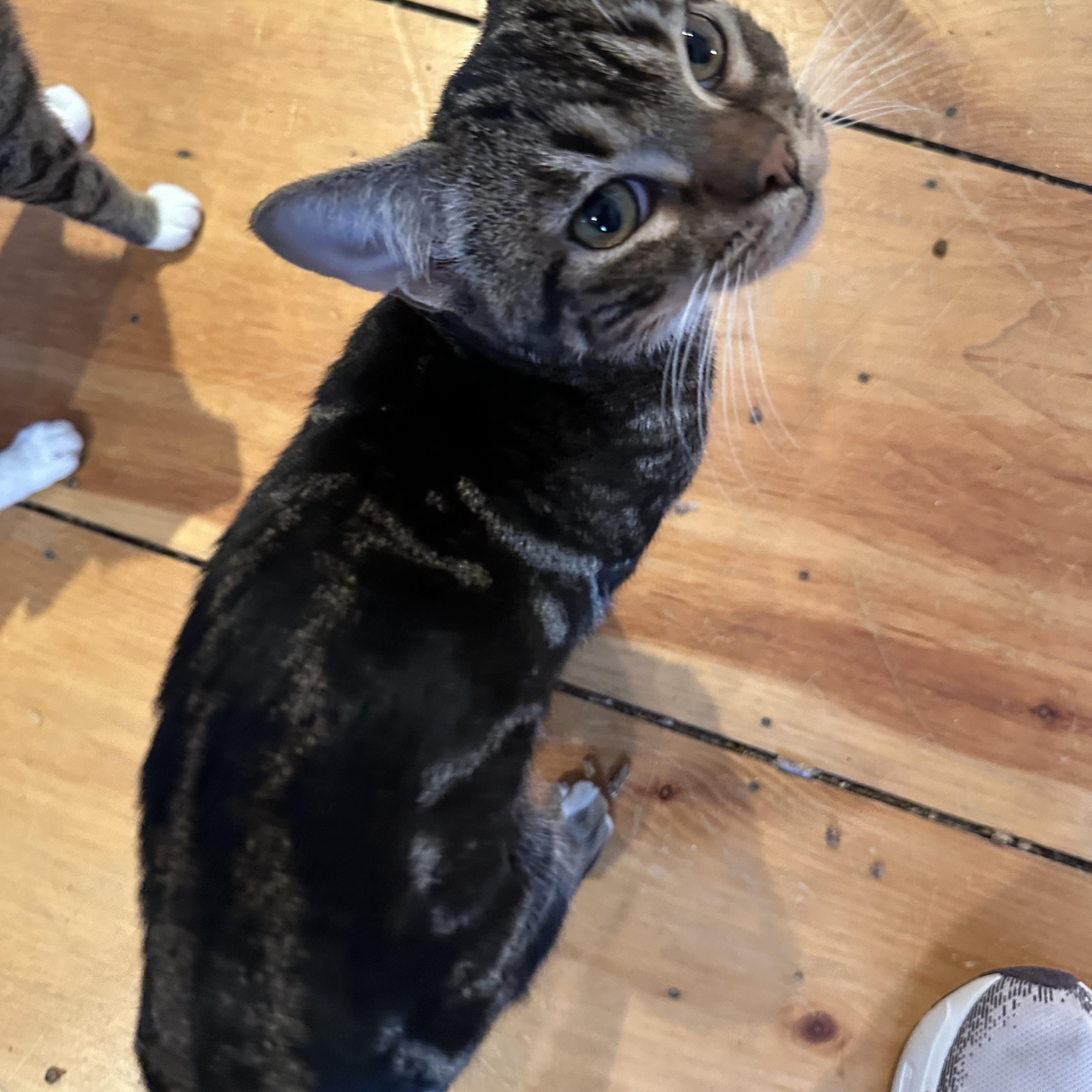 Enlarge Bullseye, an adopted Tabby in Syracuse, NY image 6/6