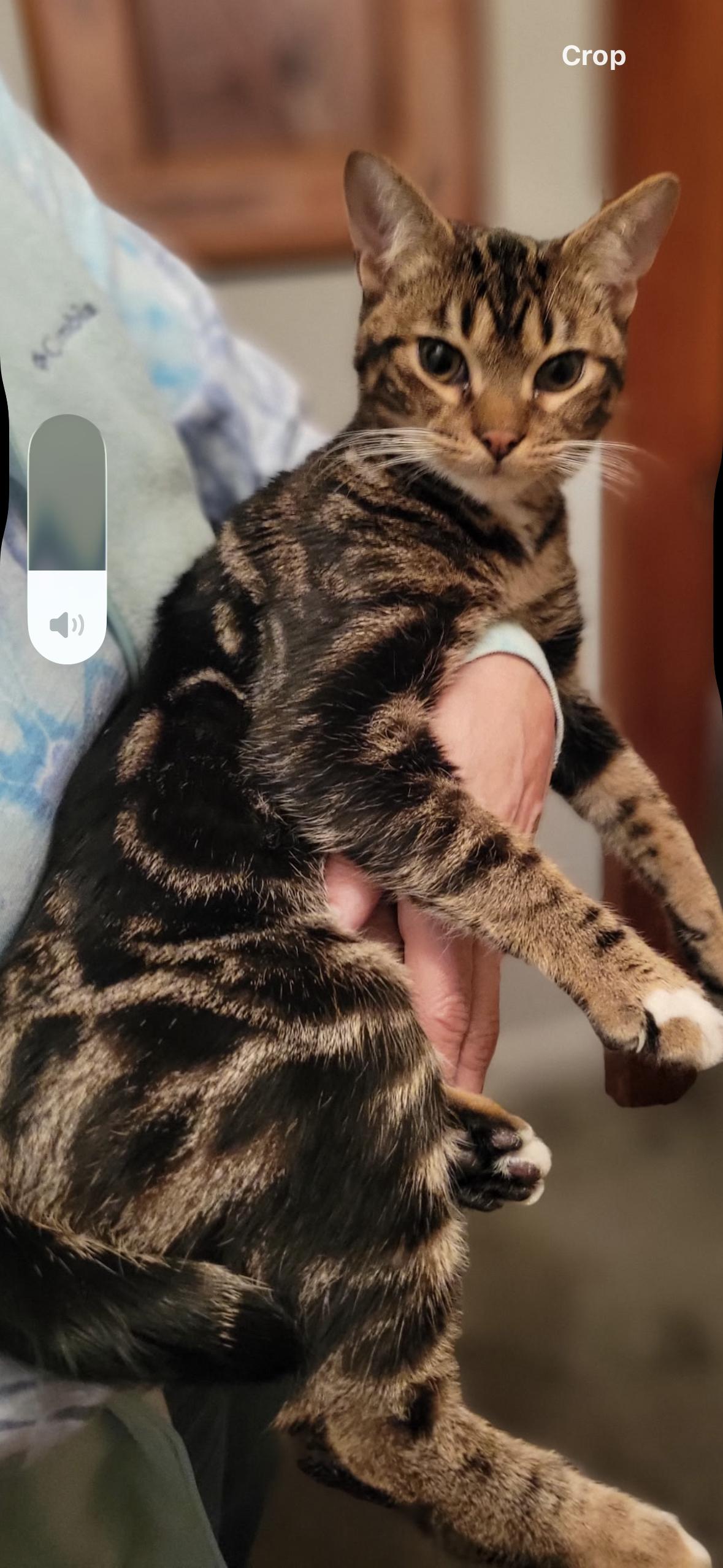 Enlarge Bullseye, an adopted Tabby in Syracuse, NY image 5/6