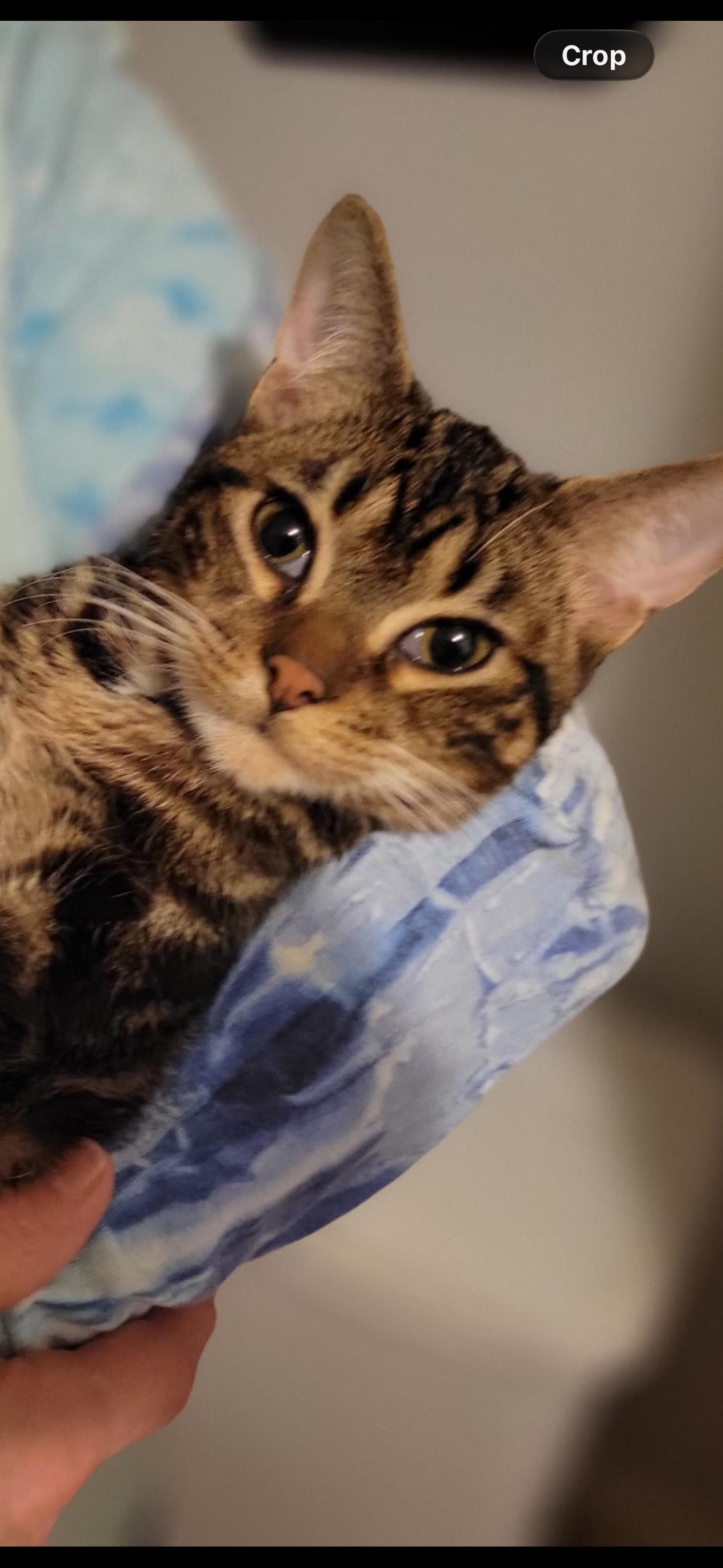 Bullseye, adopted, Adult Male Tabby.