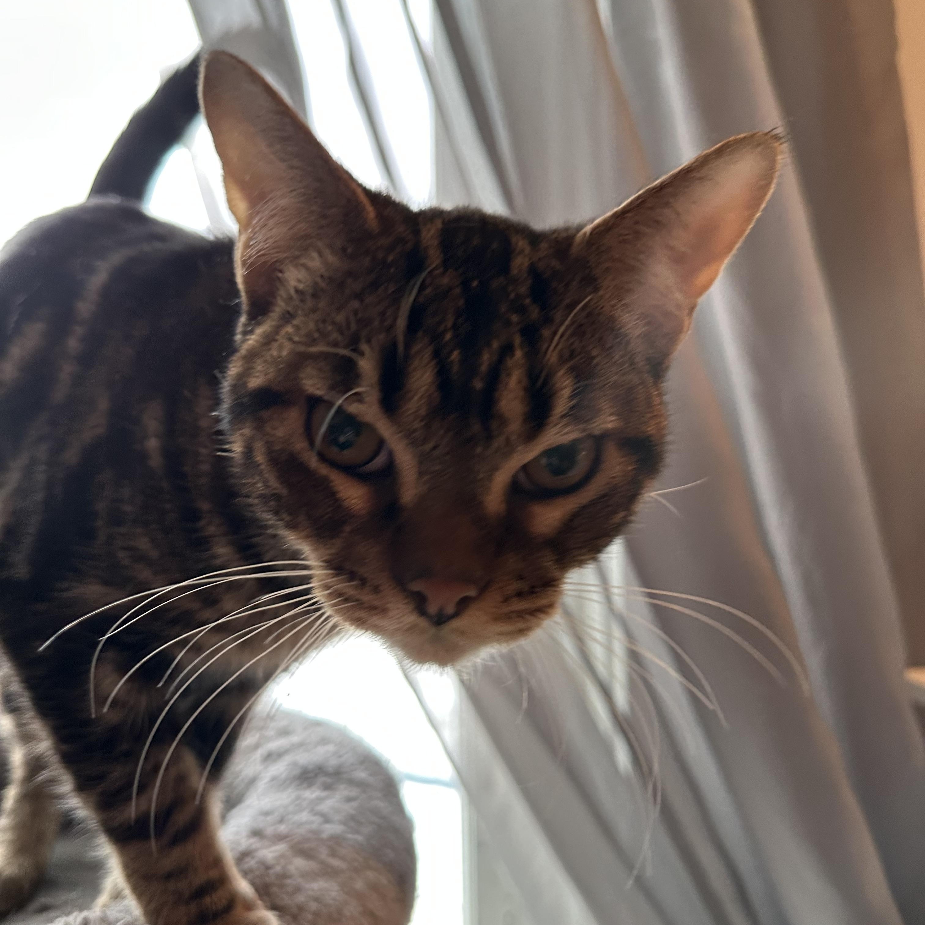 Enlarge Bullseye, an adopted Tabby in Syracuse, NY image 4/6