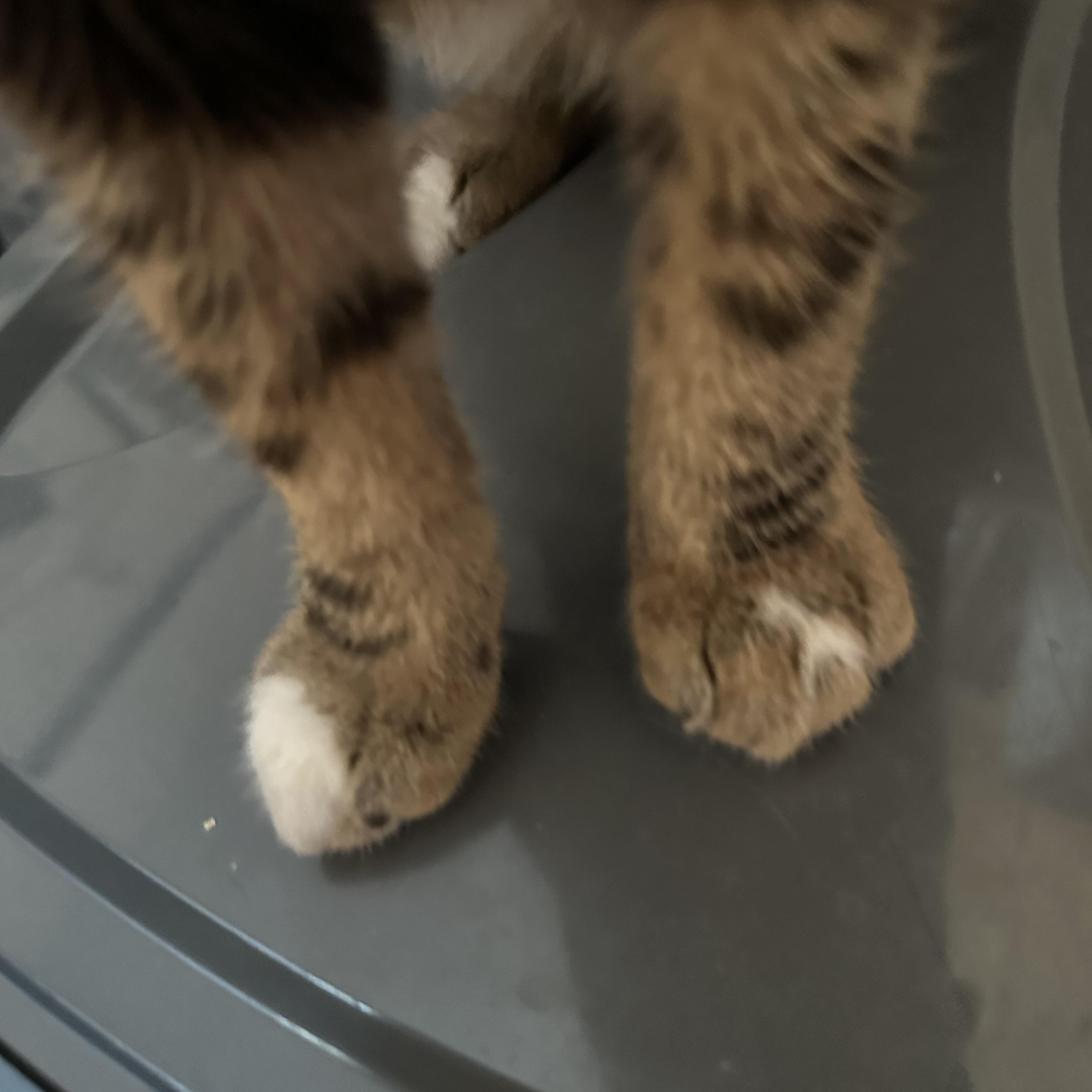 Enlarge Bullseye, an adopted Tabby in Syracuse, NY image 2/6