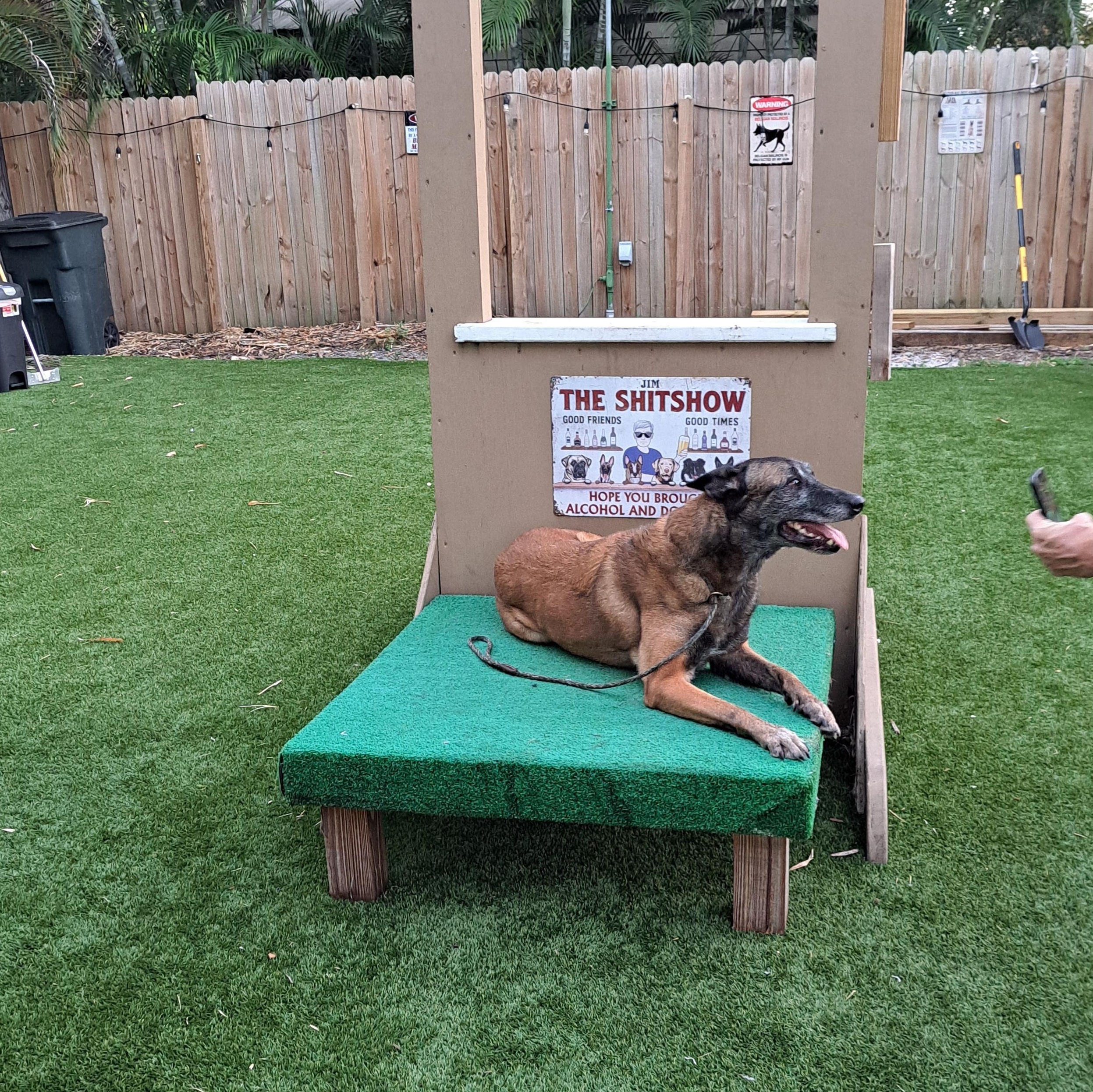 Enlarge Kiara, a Adoptable Belgian Shepherd / Malinois in Hialeah, FL image 2/4