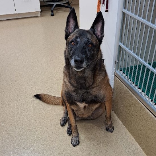 Enlarge Kiara, a Adoptable Belgian Shepherd / Malinois in Hialeah, FL image 1/4