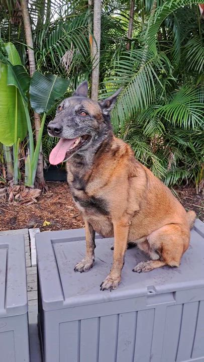 Enlarge Kiara, a Adoptable Belgian Shepherd / Malinois in Hialeah, FL video 4/4