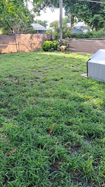 Enlarge Kiara, a Adoptable Belgian Shepherd / Malinois in Hialeah, FL video 3/4