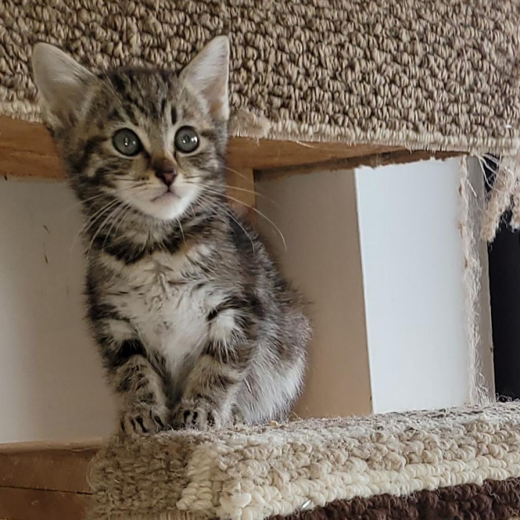Corky (Wishbone), a Adoptable Domestic Short Hair in Branson, MO image 1/5