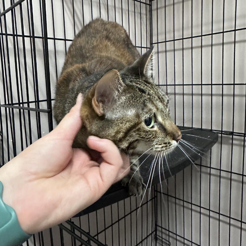 Corky (Wishbone), a Adoptable Domestic Short Hair in Branson, MO image 2/5