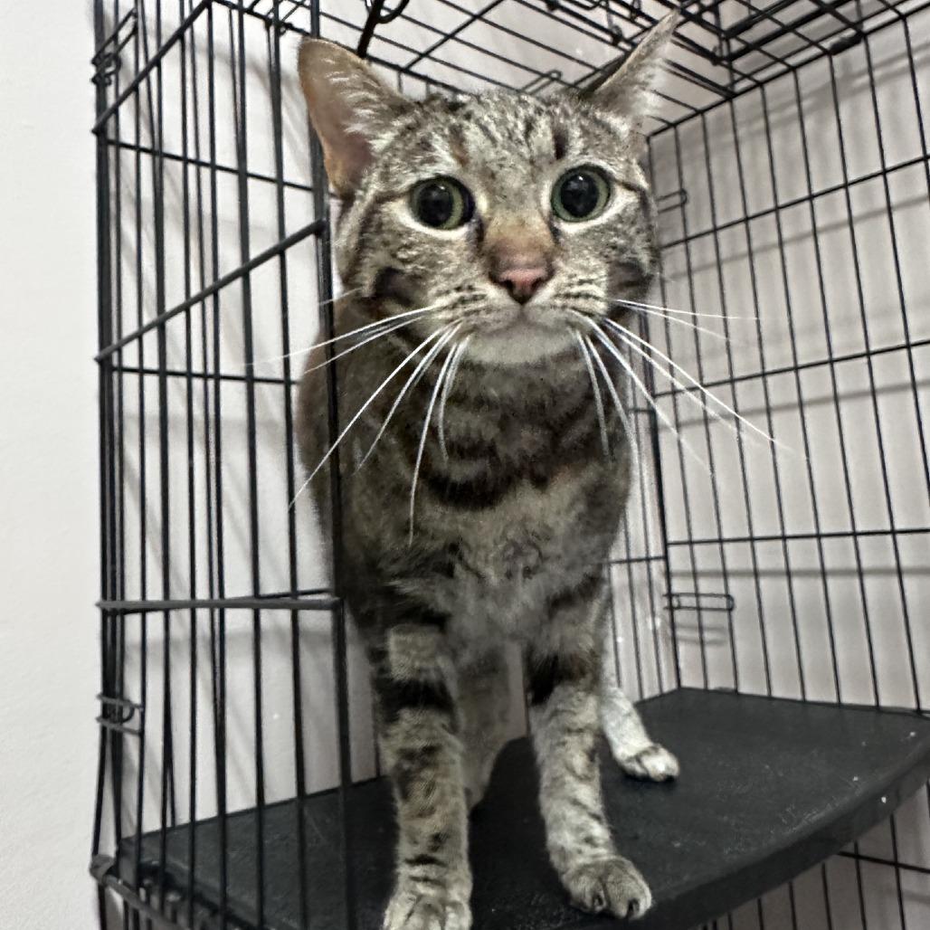 Corky (Wishbone), a Adoptable Domestic Short Hair in Branson, MO image 3/5