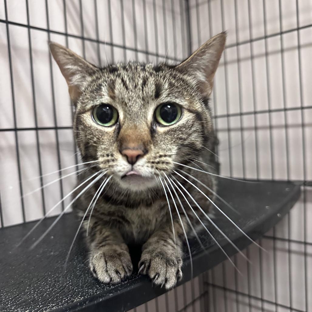 Corky (Wishbone), a Adoptable Domestic Short Hair in Branson, MO image 4/5