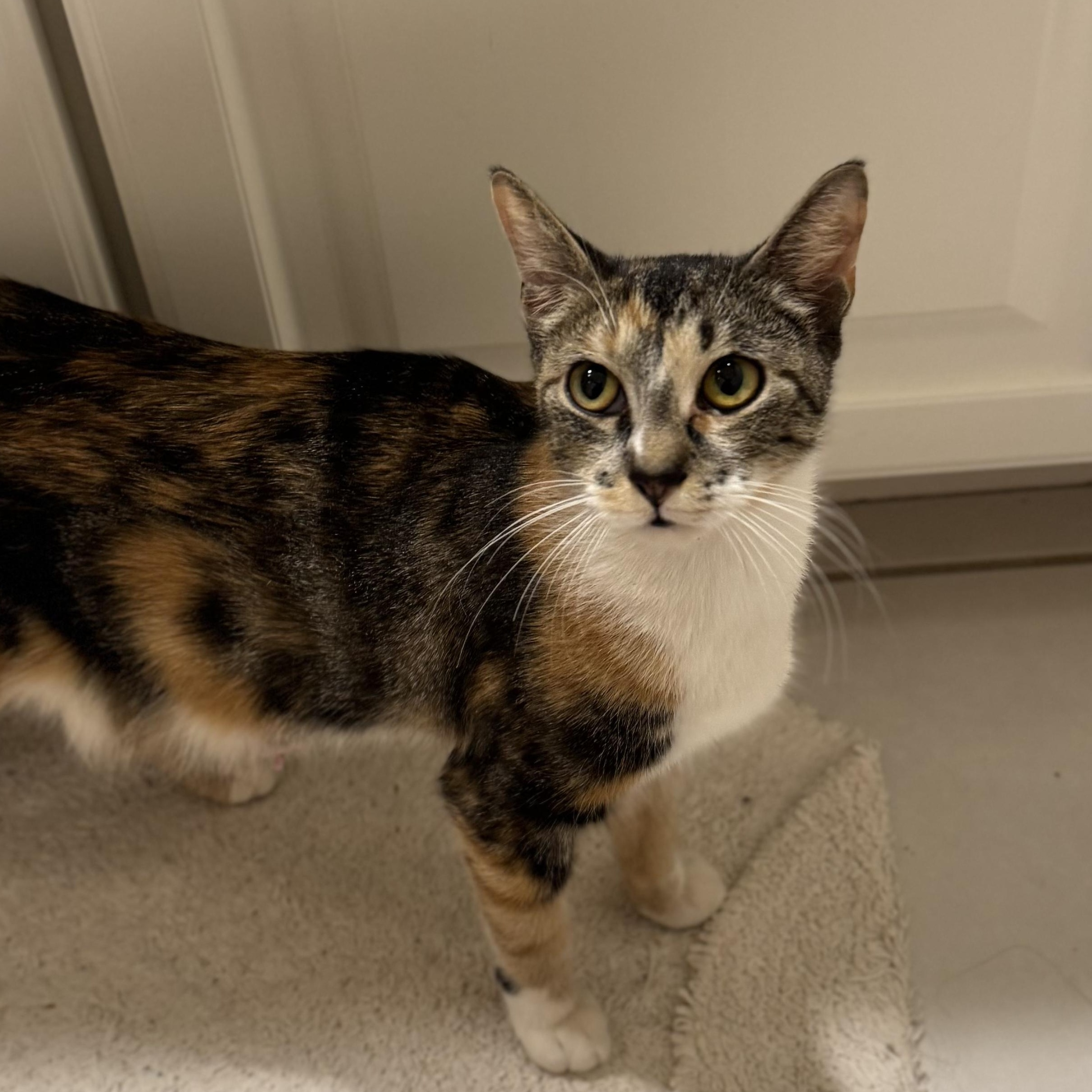 Enlarge ROSEMARY, a ADOPTABLE Domestic Short Hair in East Greenwich, RI image 3/6
