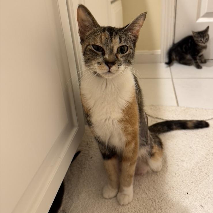 Enlarge ROSEMARY, a ADOPTABLE Domestic Short Hair in East Greenwich, RI image 4/6