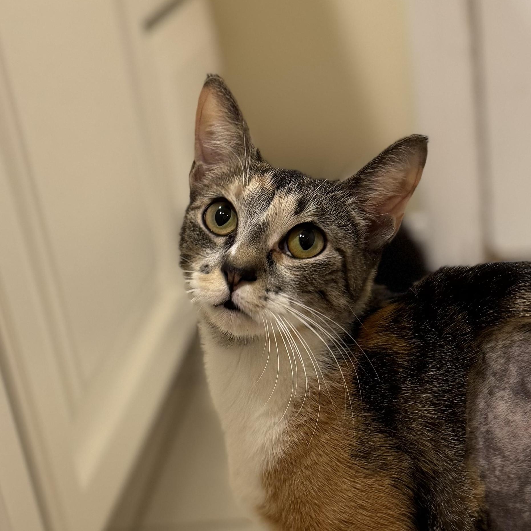 Enlarge ROSEMARY, a ADOPTABLE Domestic Short Hair in East Greenwich, RI image 6/6