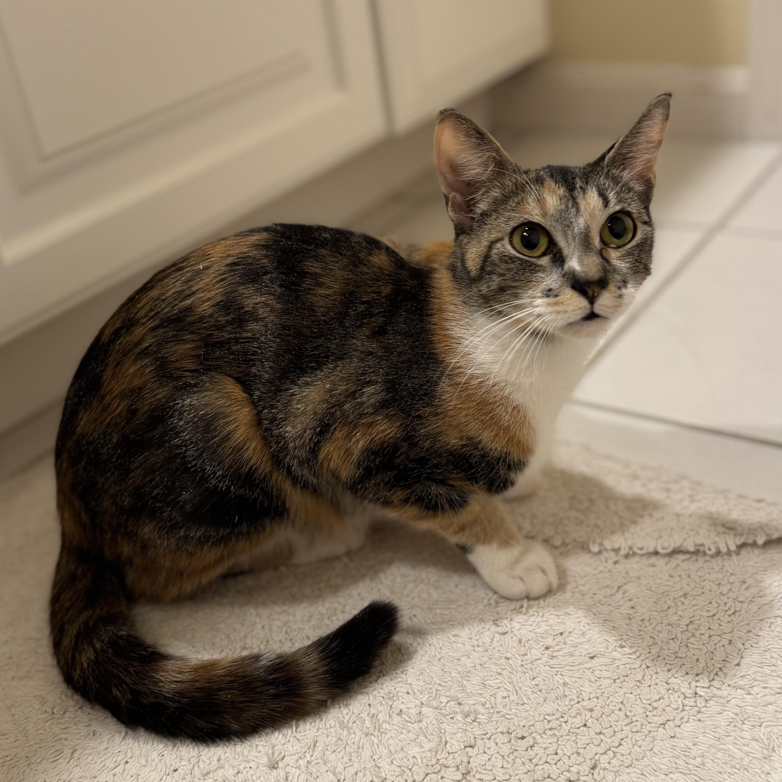 Enlarge ROSEMARY, a ADOPTABLE Domestic Short Hair in East Greenwich, RI image 2/6