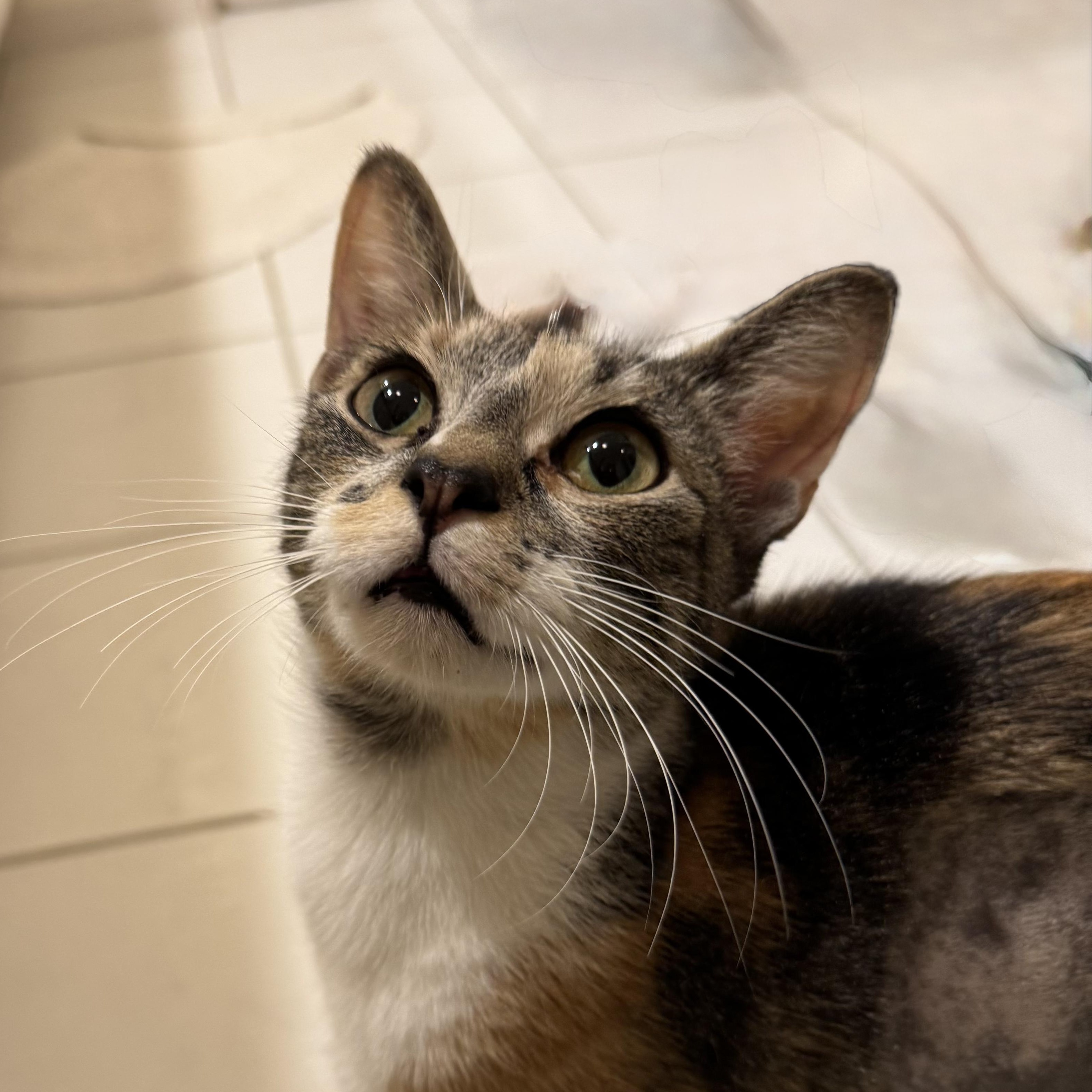 ROSEMARY, ADOPTABLE, Young Female Domestic Short Hair.