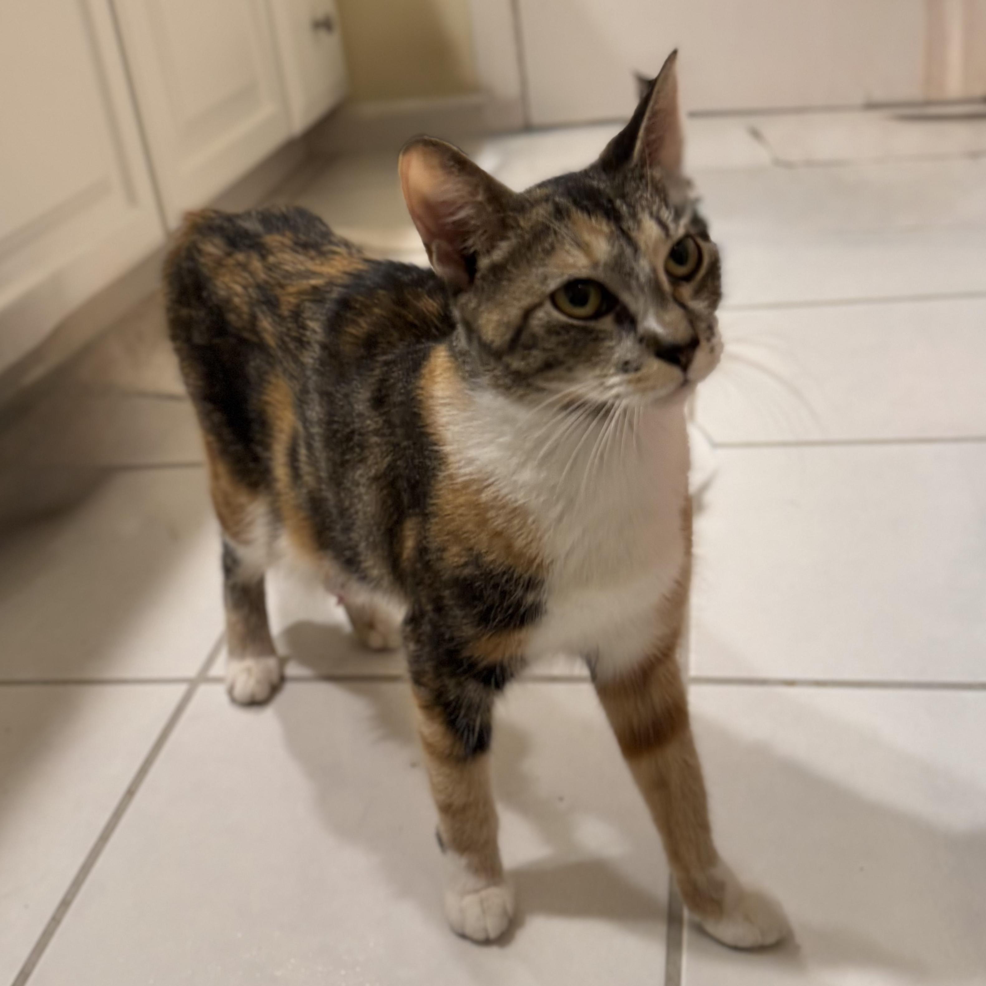 Enlarge ROSEMARY, a ADOPTABLE Domestic Short Hair in East Greenwich, RI image 5/6