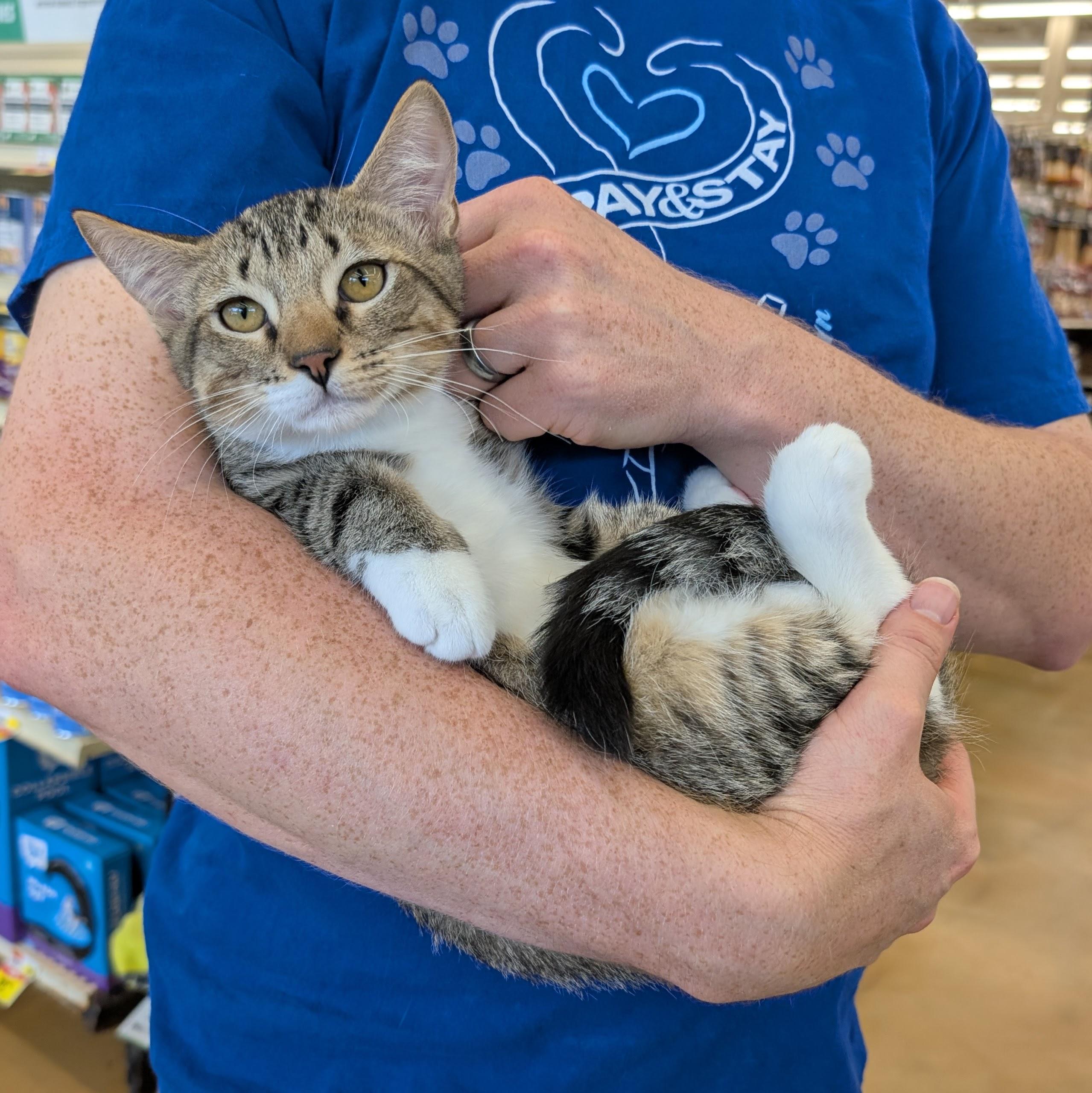 Brynn, ADOPTABLE, Kitten Male Domestic Short Hair.