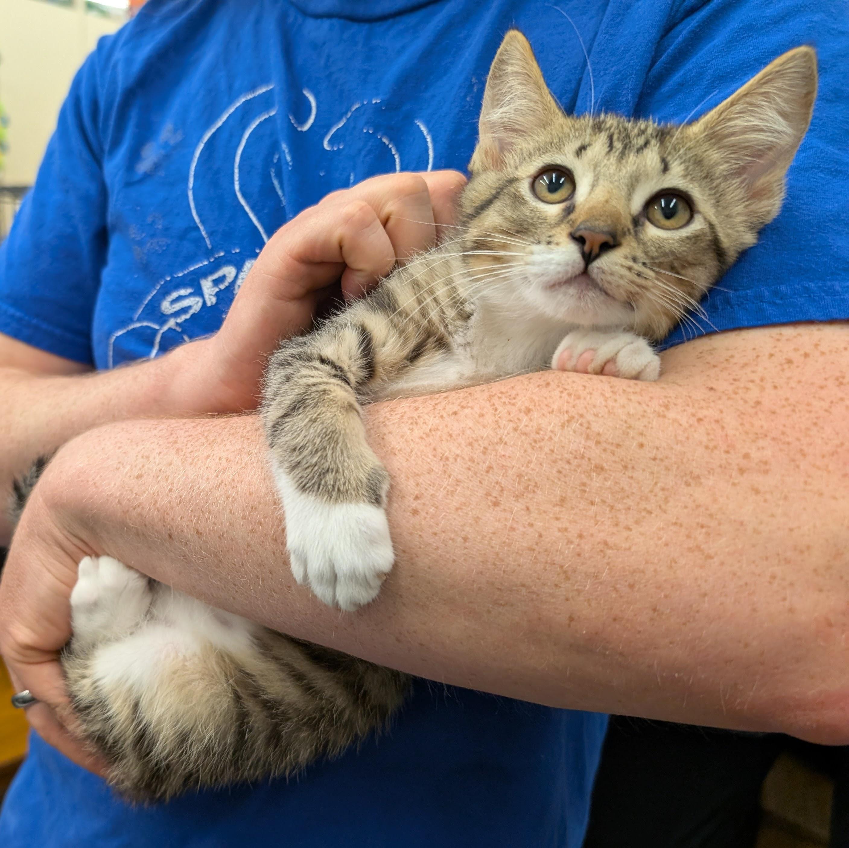 Enlarge Brynn, a ADOPTABLE Domestic Short Hair in Grayslake, IL image 3/3