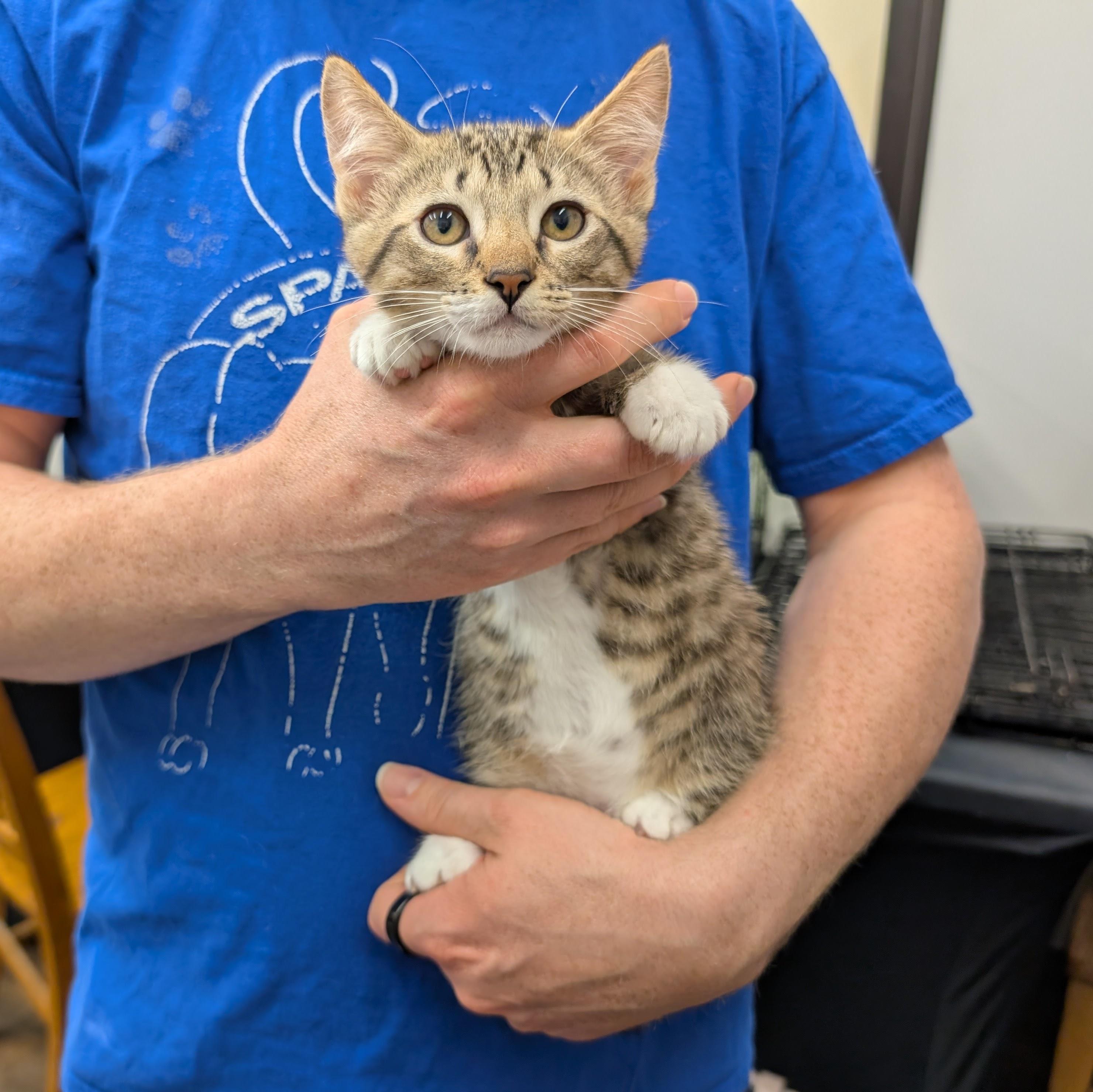 Enlarge Brynn, a ADOPTABLE Domestic Short Hair in Grayslake, IL image 2/3