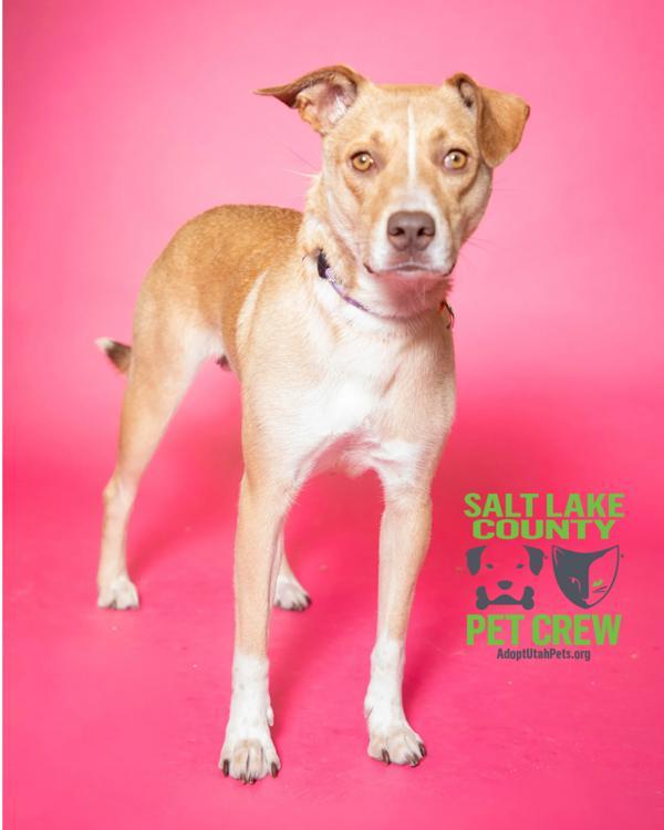 Enlarge Paprika, a Adoptable mixed breed in Salt Lake City, UT image 1/6