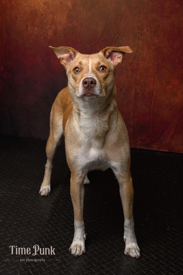 Enlarge Paprika, a Adoptable mixed breed in Salt Lake City, UT image 2/6