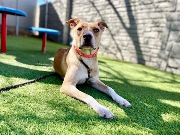 Enlarge Paprika, a Adoptable mixed breed in Salt Lake City, UT image 3/6