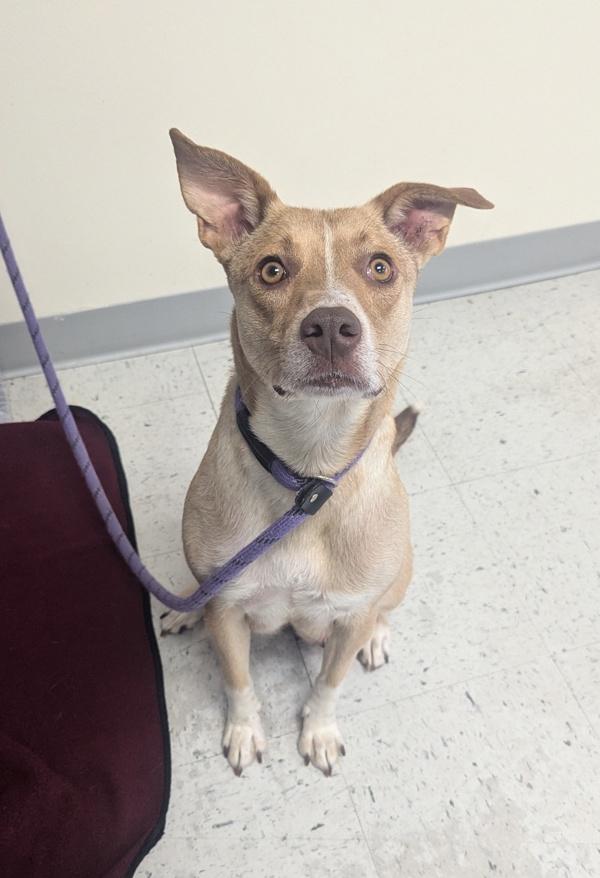 Enlarge Paprika, a Adoptable mixed breed in Salt Lake City, UT image 4/6