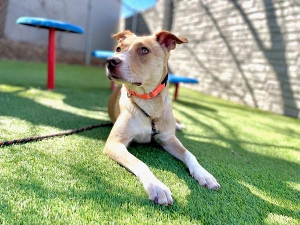 Enlarge Paprika, a Adoptable mixed breed in Salt Lake City, UT image 5/6