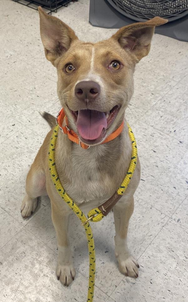 Enlarge Paprika, a Adoptable mixed breed in Salt Lake City, UT image 6/6