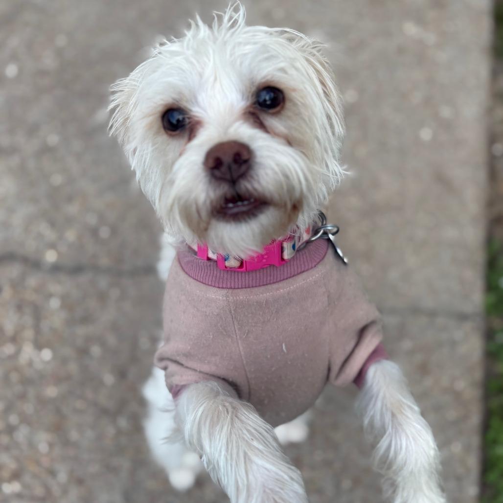 Posie/Sunday, Adoptable, Adult Female Maltese.