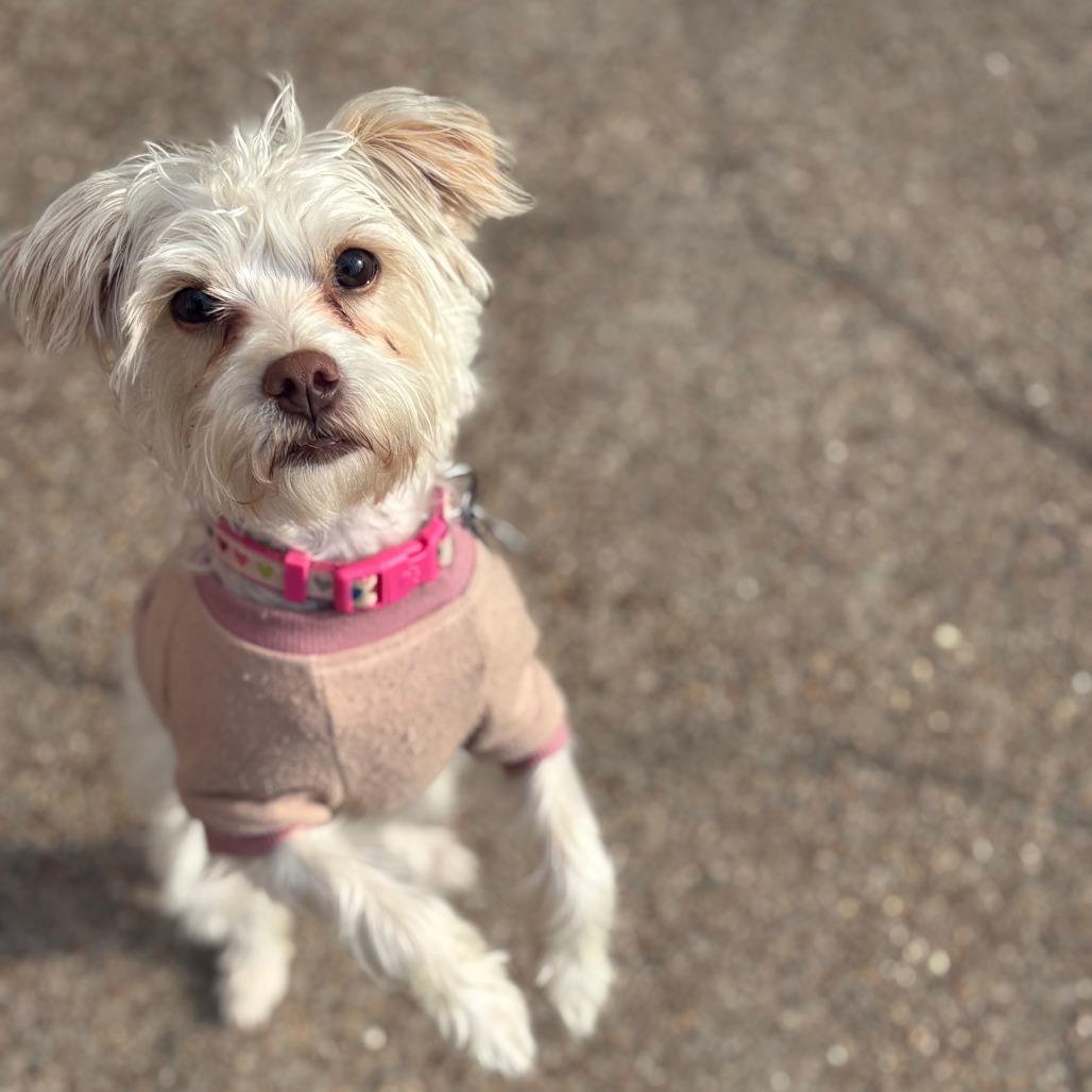 Enlarge Posie/Sunday, a Adoptable Maltese in Houston, TX image 2/5