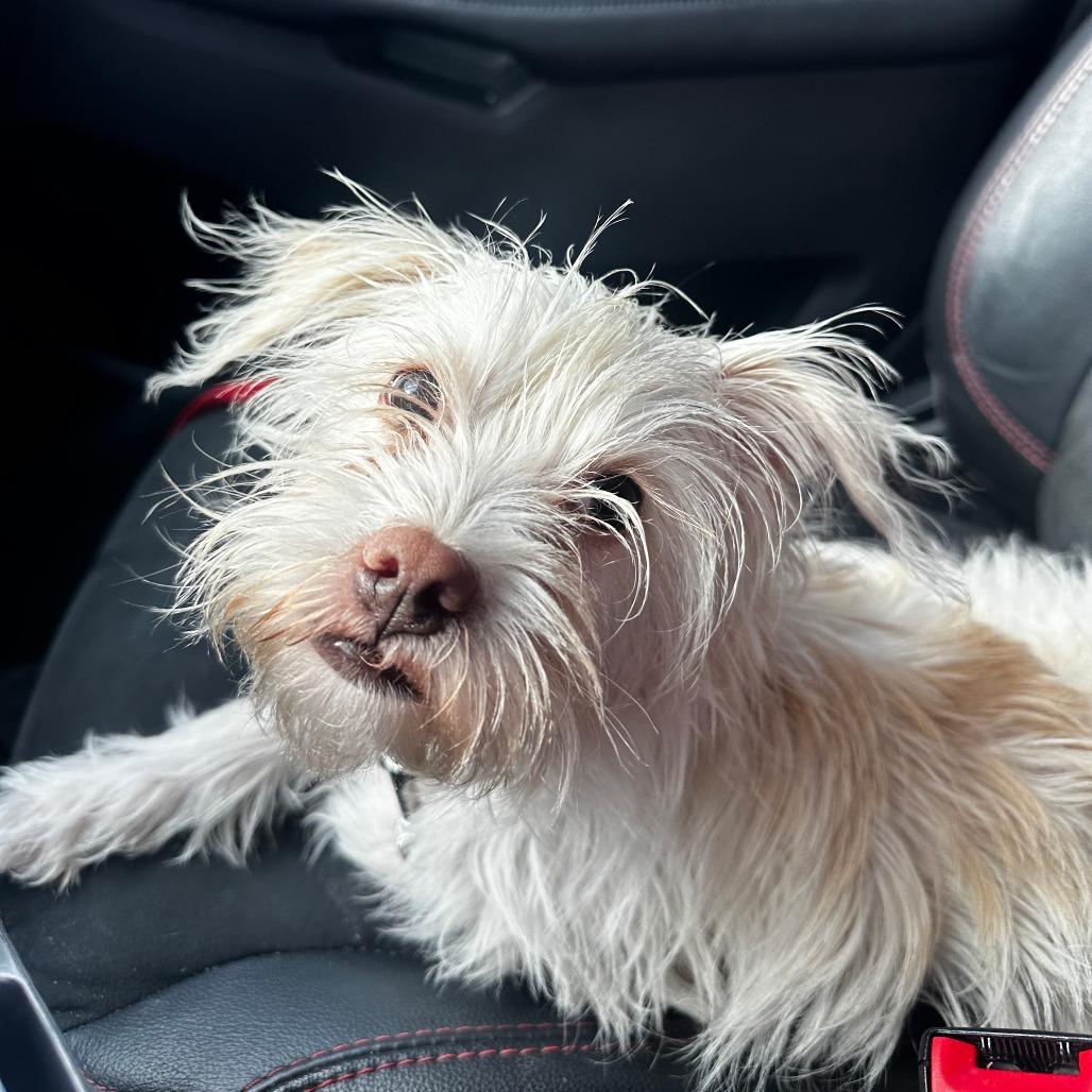 Sunday, Adoptable, Adult Female Maltese.