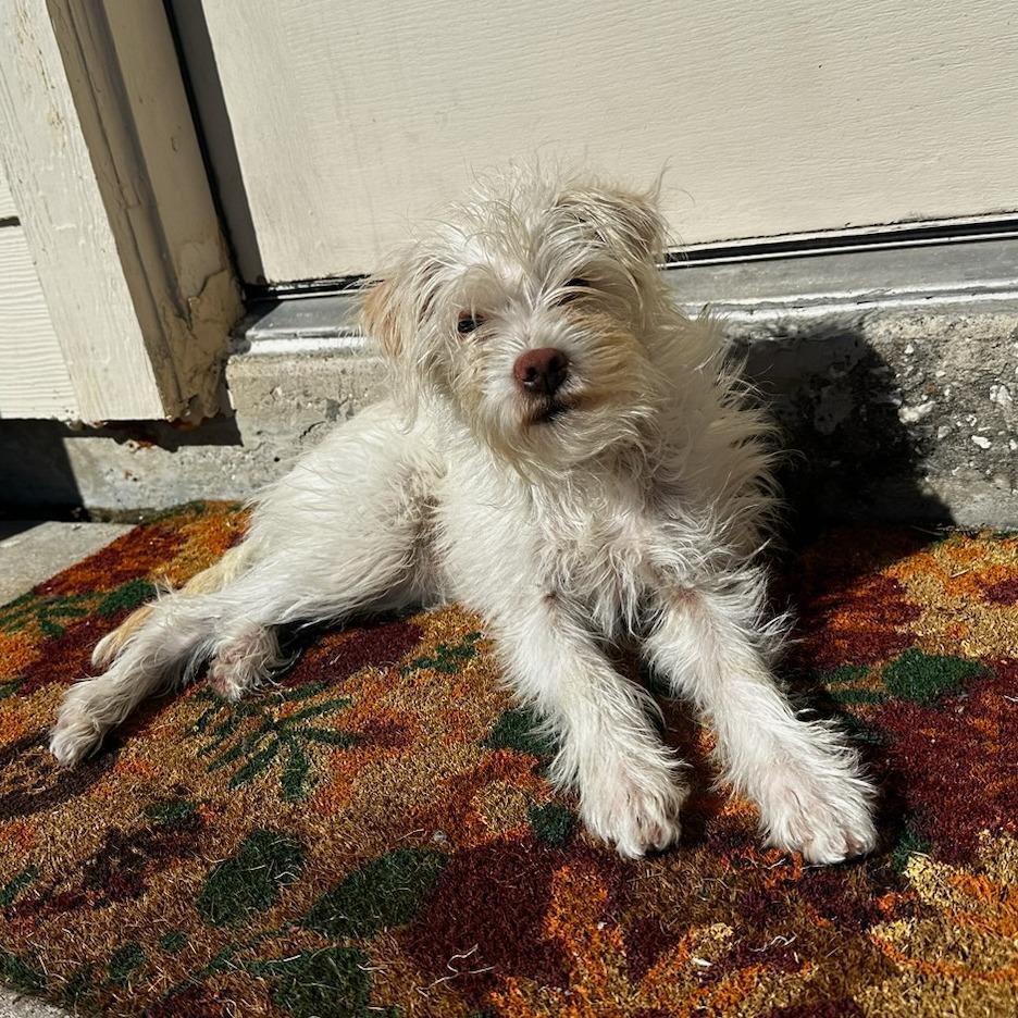 Enlarge Posie/Sunday, a Adoptable Maltese in Houston, TX image 3/5