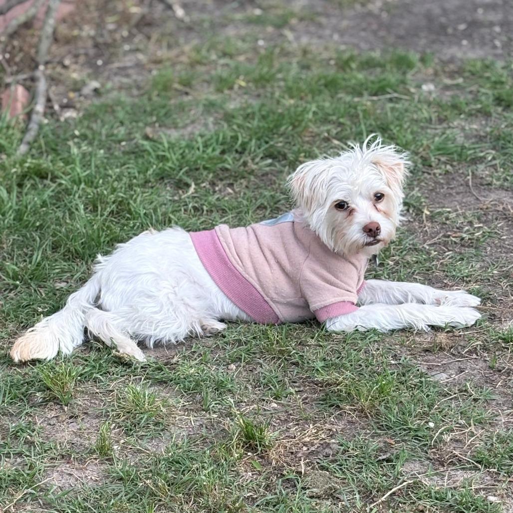 Enlarge Posie/Sunday, a Adoptable Maltese in Houston, TX image 4/5
