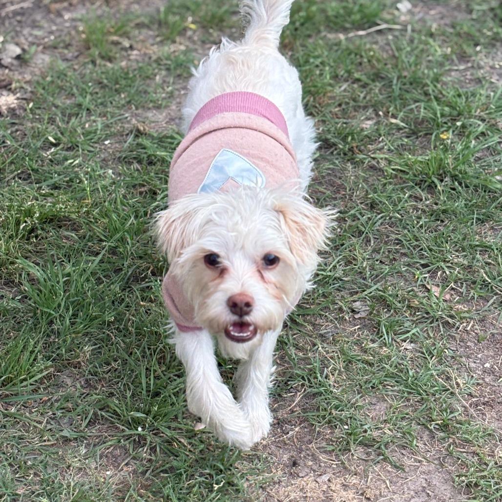 Enlarge Posie/Sunday, a Adoptable Maltese in Houston, TX image 5/5