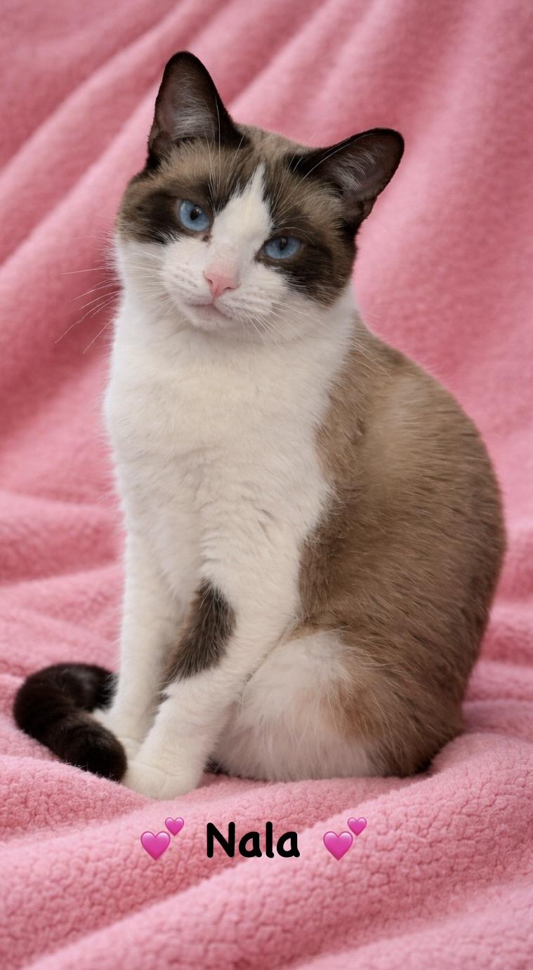 Enlarge Nala, a ADOPTABLE Siamese in Copley, OH image 1/1