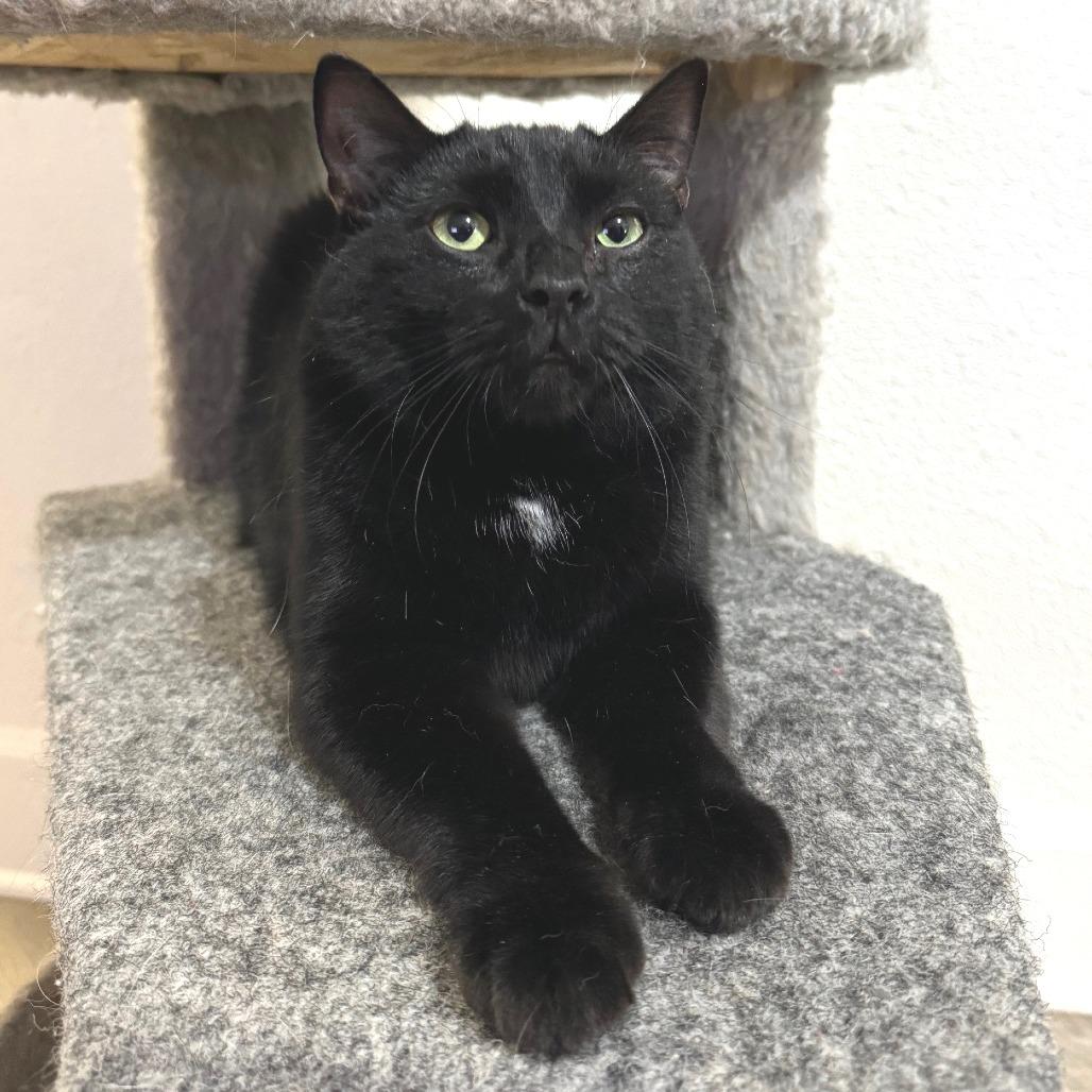Fuzz Ball, Adoptable, Adult Male Domestic Short Hair.
