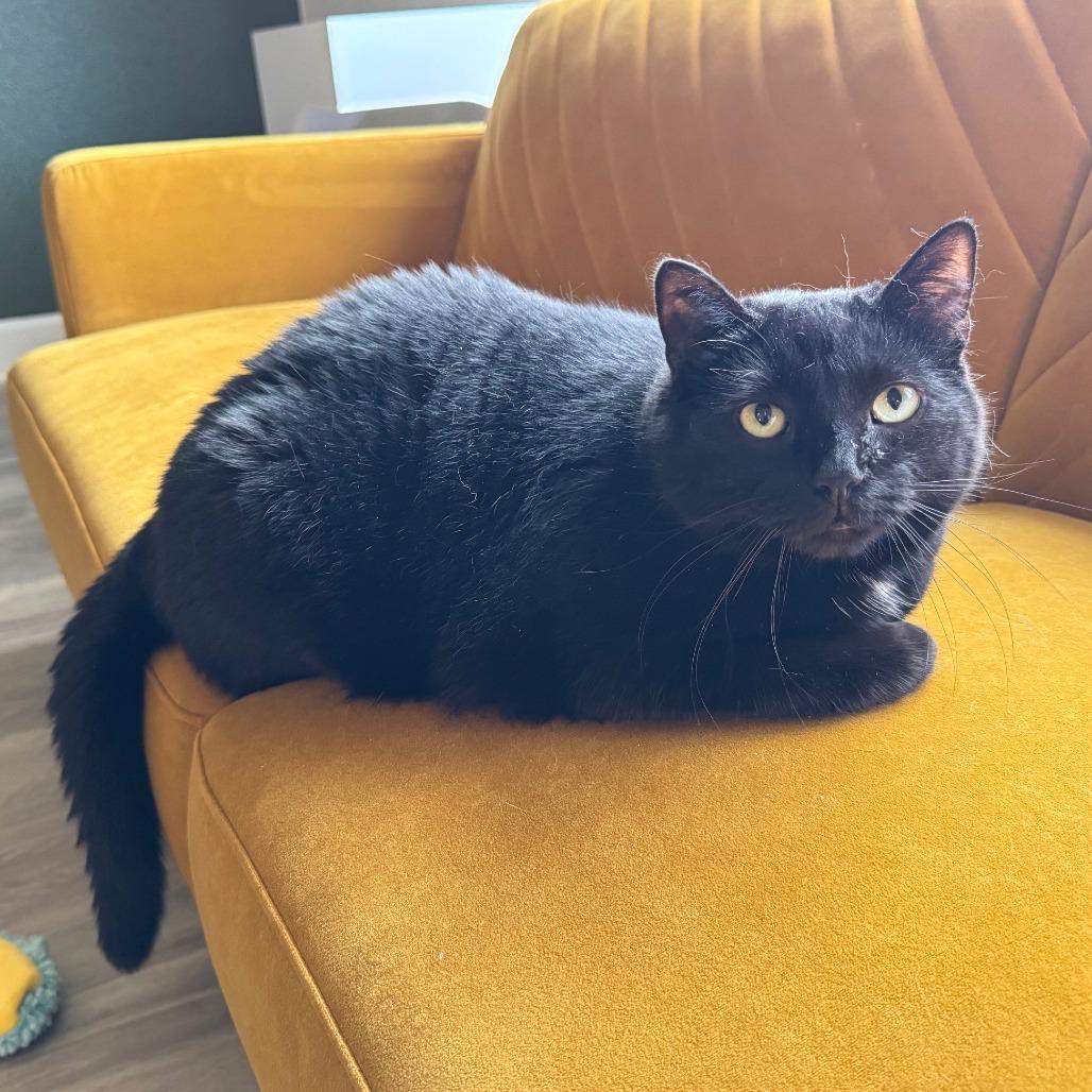 Enlarge Fuzz Ball, a Adoptable Domestic Short Hair in Springfield, OR image 2/4
