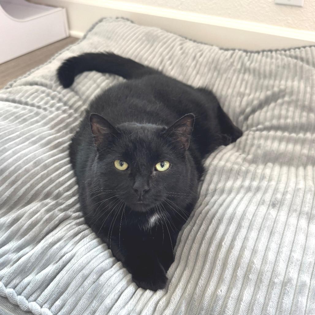 Enlarge Fuzz Ball, a Adoptable Domestic Short Hair in Springfield, OR image 3/4