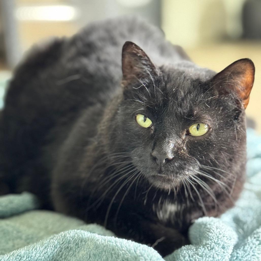 Enlarge Fuzz Ball, a Adoptable Domestic Short Hair in Springfield, OR image 4/4