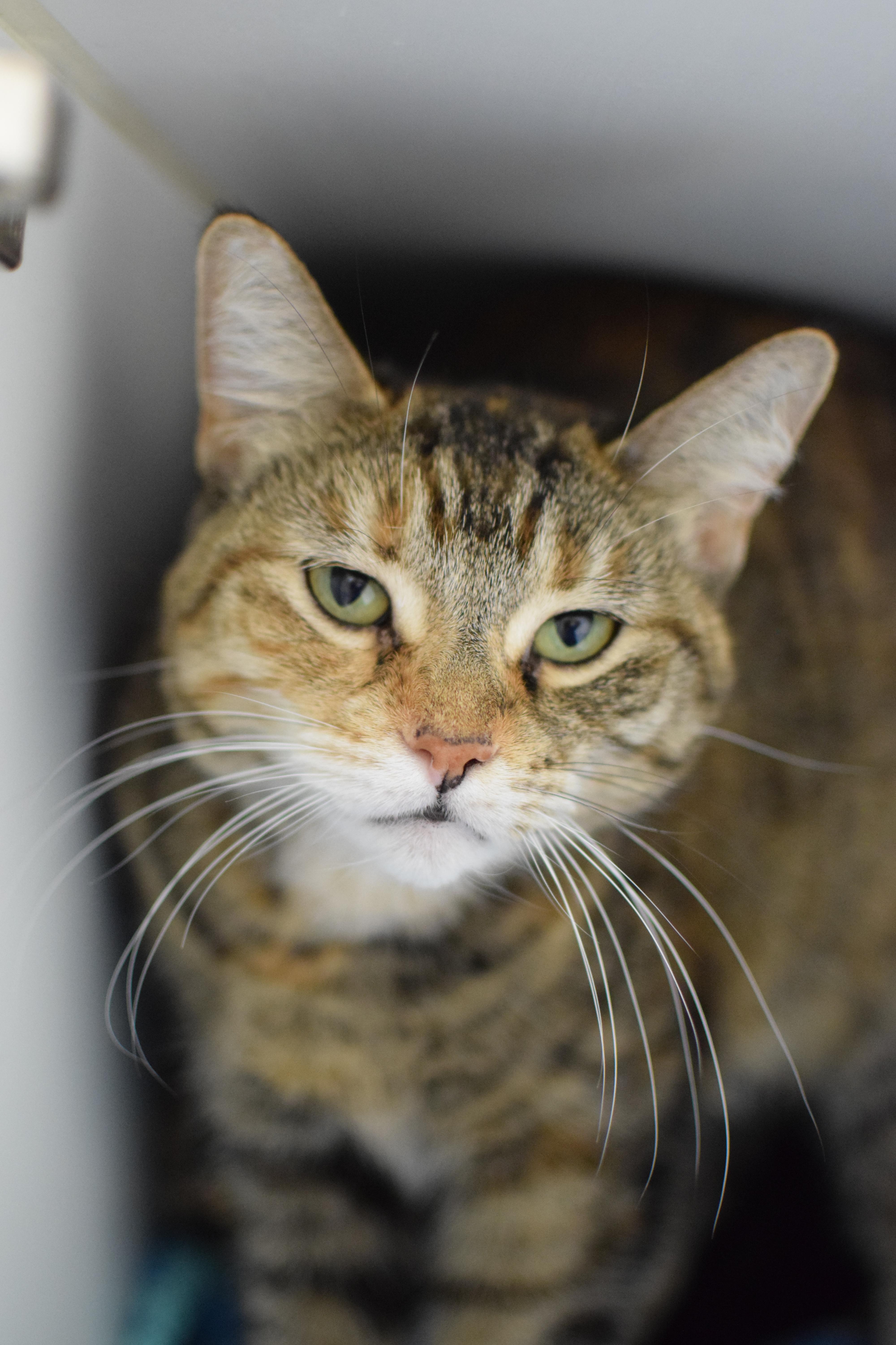 Jackie, an adoptable Domestic Short Hair in Pontiac, MI_image-1