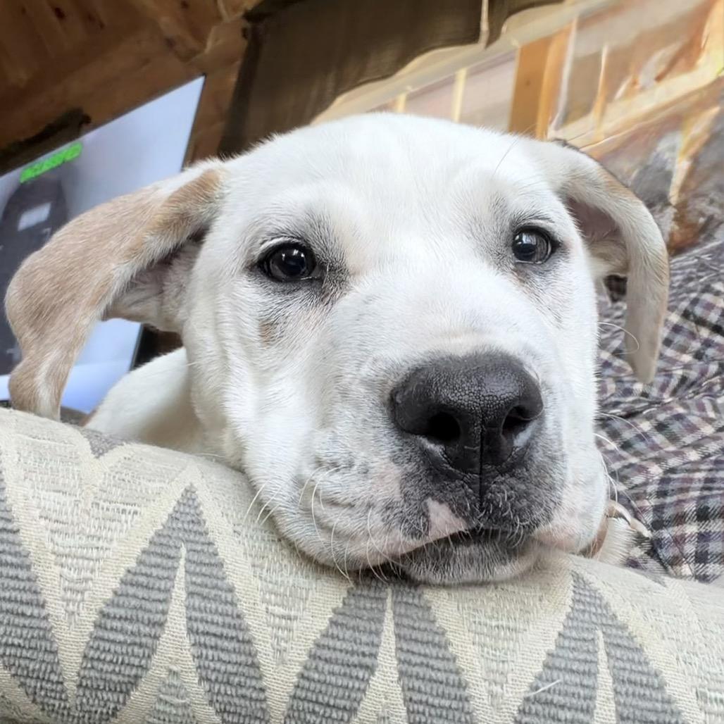 Remi, Adoptable, Puppy Male Labrador Retriever & Parson Russell Terrier.