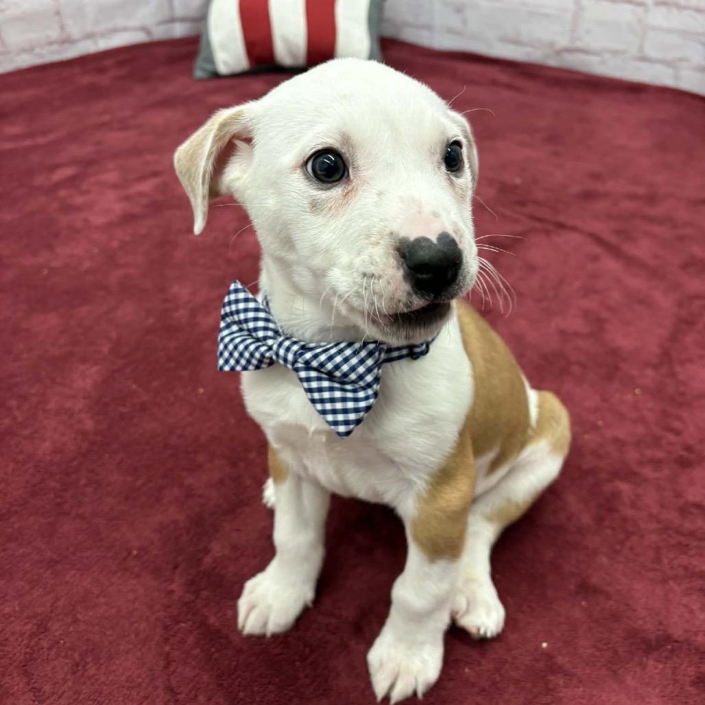 Enlarge Remi, a Adoptable mixed breed in Northville, MI image 2/4